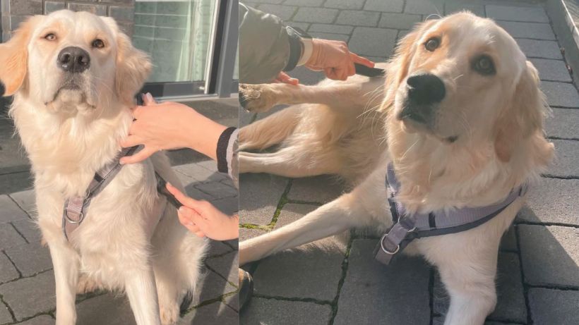 Hund bei der Anwendung des HundertHaar Striegels
